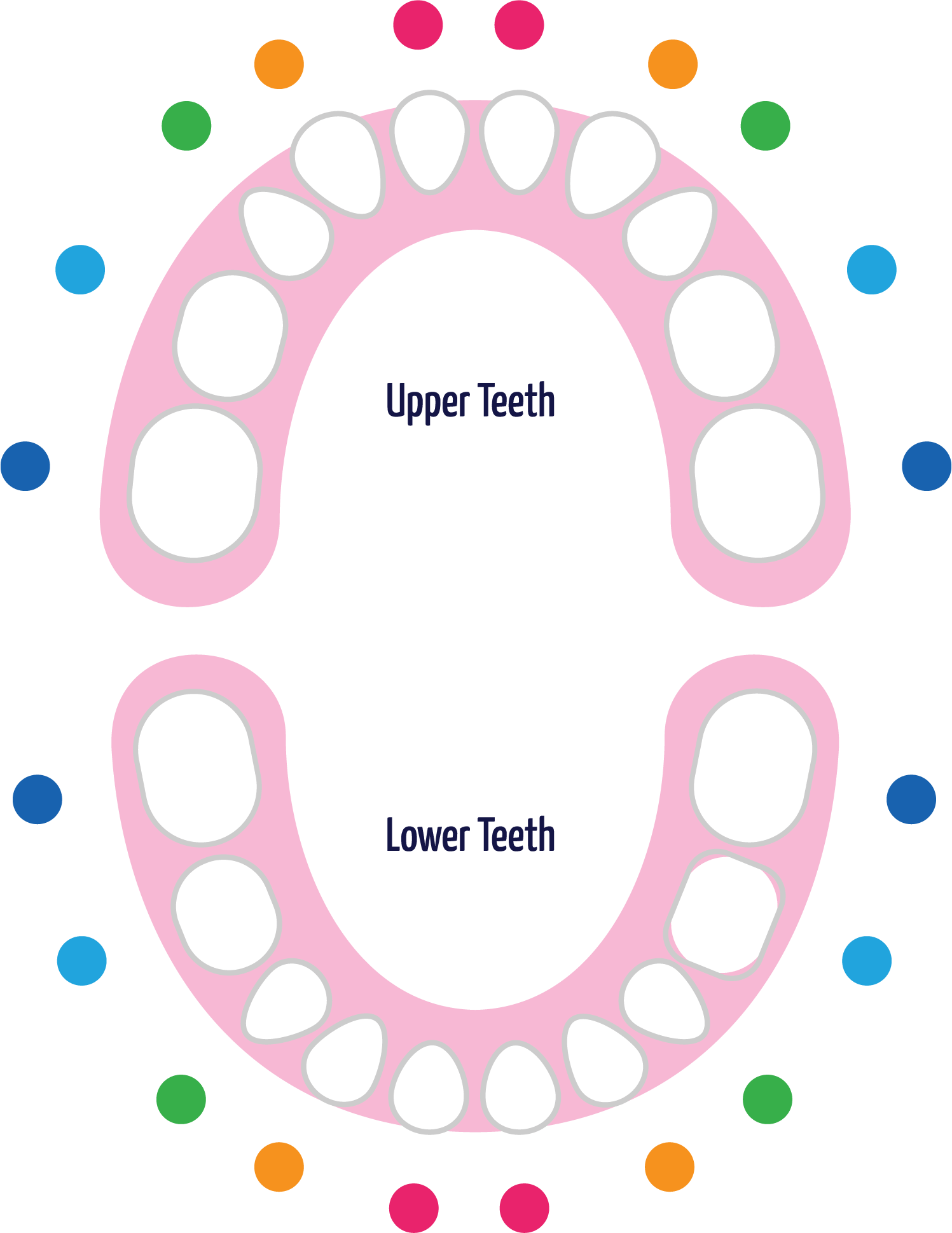 Baby Teeth Diagram